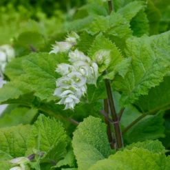 Muskatellersalbei Vatican White - Reinweiß und bienenmagnet
