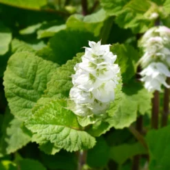 Muskatellersalbei Vatican White - Reinweiß und bienenmagnet