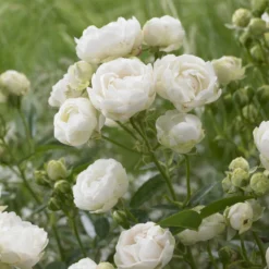 Muttertagsrose weiß - Weiße Blüten den ganzen Sommer