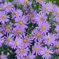 Myrten-Aster ‘Blue Star’ - Blütenwolke bis November