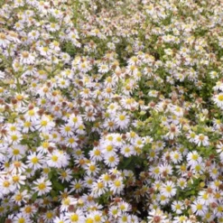 Myrten Aster 'Erlkönig' - Weißer Blütenzauber im Herbst