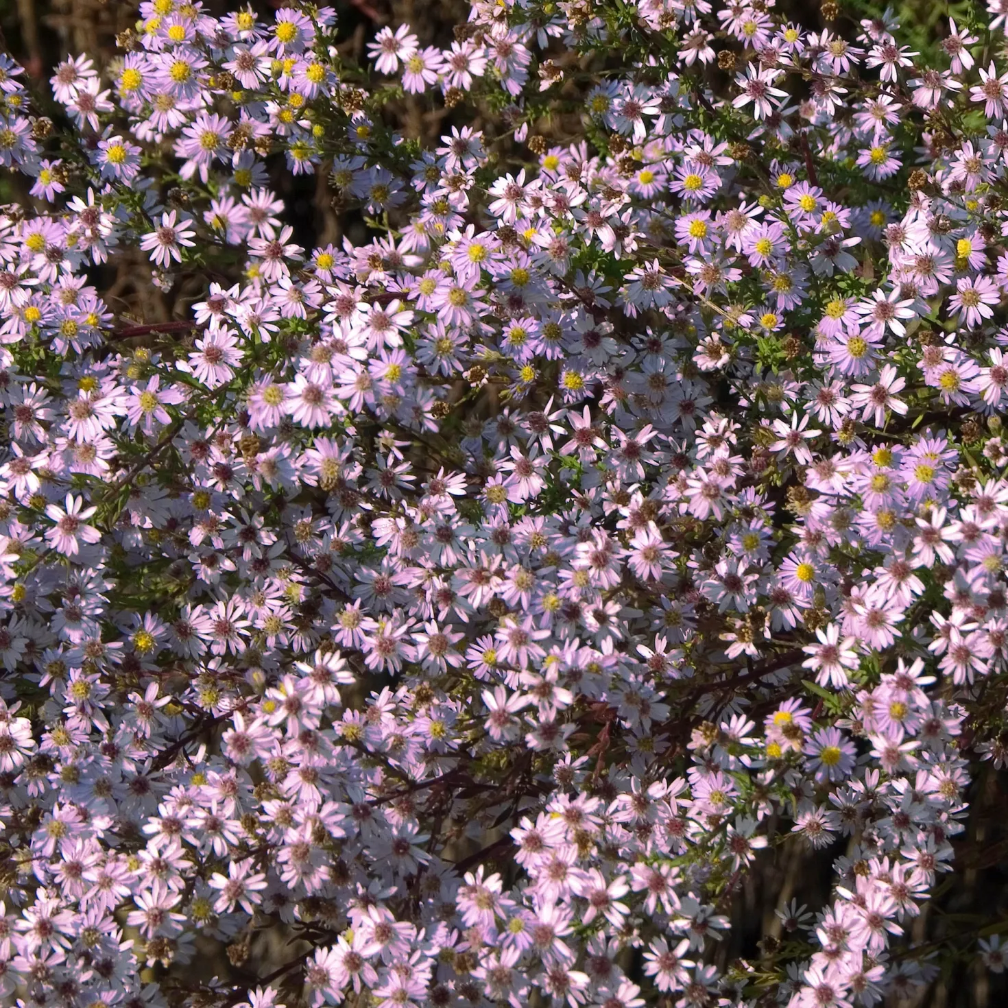 Myrten Aster 'Pink Star' - Ein Meer aus Sternenblüten