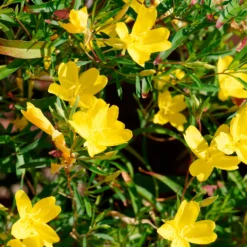 Nachtkerze African Sun - Sonnengelb den ganzen Sommer
