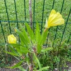 Nachtkerzen (x2) - Riesenblüten den ganzen Sommer