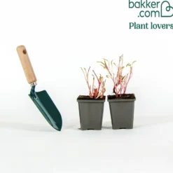 Nachtkerzen (x2) - Riesenblüten den ganzen Sommer