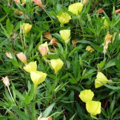 Nachtkerzen (x2) - Riesenblüten den ganzen Sommer