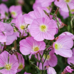 Nachtkerze 'Siskiyou Pink' (x2) - Rosa Blüten den ganzen Sommer
