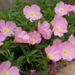 Nachtkerze 'Siskiyou Pink' (x2) - Rosa Blüten den ganzen Sommer