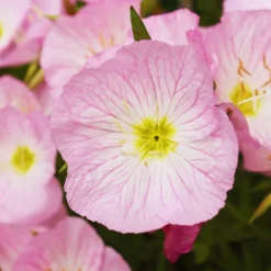 Nachtkerze 'Siskiyou Pink' (x2) - Rosa Blüten den ganzen Sommer