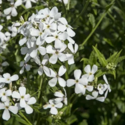 Nachtviole 'Alba' - Weißer Duft am Abend