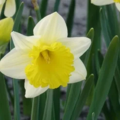 Narzisse 'Goblet' (x10) - Frühling im Doppelpack