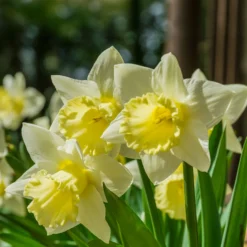 Narzisse 'Goblet' (x10) - Frühling im Doppelpack