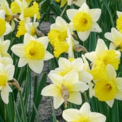 Narzisse 'Goblet' (x10) - Frühling im Doppelpack