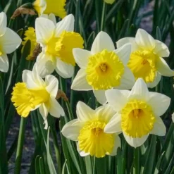 Narzisse 'Goblet' (x10) - Frühling im Doppelpack