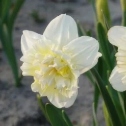 Narzisse Ice King (x5) - Gefüllte Blüten im Frühling