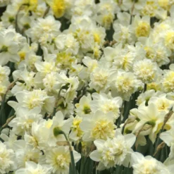 Narzisse Ice King (x5) - Gefüllte Blüten im Frühling