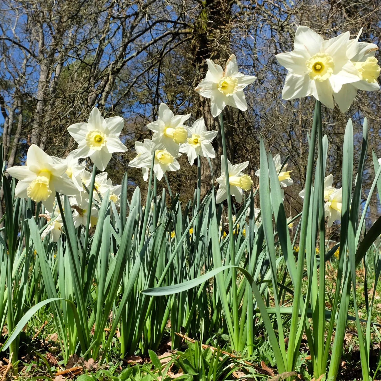 Narzisse Mount Hood - Reinweiß im Frühling