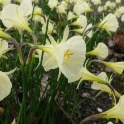 Narzissen Artic Bells (x10) - Cremeweiße Blüten im April