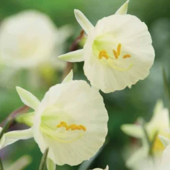 Narzissen Artic Bells (x10) - Cremeweiße Blüten im April