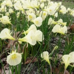 Narzissen Artic Bells (x10) - Cremeweiße Blüten im April