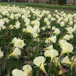 Narzissen Artic Bells (x10) - Cremeweiße Blüten im April