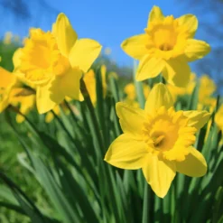 Narzissen 'Dutch Master' (x5) - Sonnengelb im Frühling
