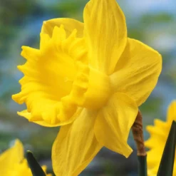 Narzissen 'Dutch Master' (x5) - Sonnengelb im Frühling
