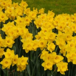 Narzissen 'Dutch Master' (x5) - Sonnengelb im Frühling
