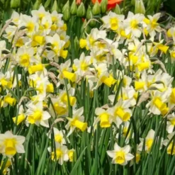 Narzissen Golden Echo (x7) - Sonnengelb im Frühling