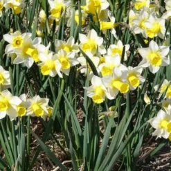 Narzissen Golden Echo (x7) - Sonnengelb im Frühling