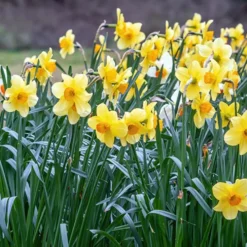 Narzissen-Kollektion 'Fortune' & 'Rijnveld Early Sensation' (x30) - Blüten von Februar bis April