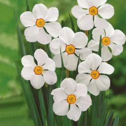 Narzissen-Kollektion 'Fortune' & 'Rijnveld Early Sensation' (x30) - Blüten von Februar bis April