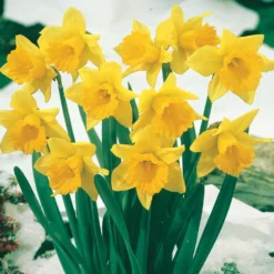 Narzissen-Kollektion 'Fortune' & 'Rijnveld Early Sensation' (x30) - Blüten von Februar bis April