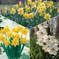 Narzissen-Kollektion 'Fortune' & 'Rijnveld Early Sensation' (x30) - Blüten von Februar bis April