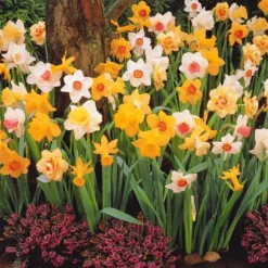 Narzissen Mischung - Frühling in voller Farbe
