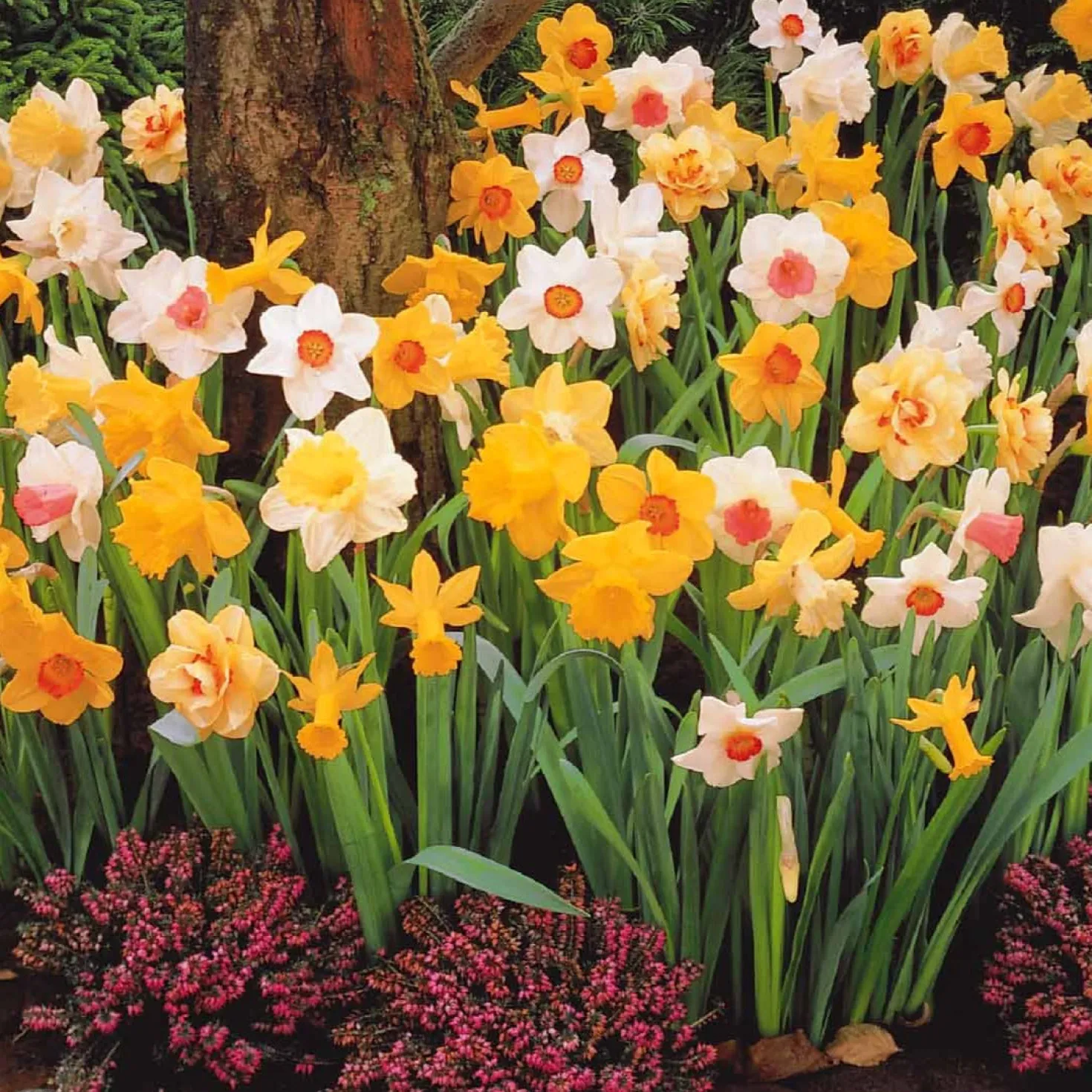 Narzissen Mischung - Frühling in voller Farbe