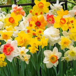 Narzissen Mischung - Frühling in voller Farbe