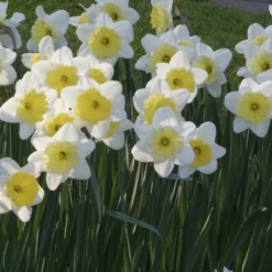Narzissen mit großer Krone Ice Follies (x5) - Weiße Frühlingsblüher