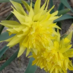 Narzissen 'Rip van Winkle' (x5) - Zottelige Frühlingsstars