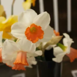 Narzissen Skype - Frühling in Weiß und Orange
