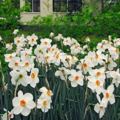 Narzisse Poeticus 'Actea' (x10) - Duft, der den Frühling ruft