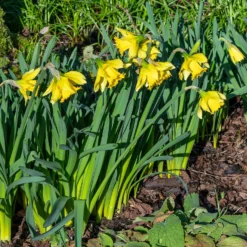 Narzisse ‘Rijnveld Early Sensation’ (x10) - Blüht schon im Februar