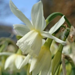 Narzisse 'Thalia' (x7) - Weiße Blüten im Frühling