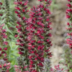 Natternkopf ‘Red Feathers’ - Rote Blütenkerzen für Bienen
