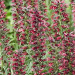 Natternkopf ‘Red Feathers’ - Rote Blütenkerzen für Bienen