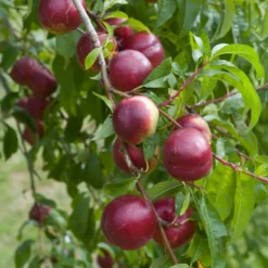 Nektarinenbaum Nectared - Süße Nektarinen frisch geerntet