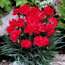 Nelke Grenadin Scarlet (x2) - Feuerrot und herrlich duftend