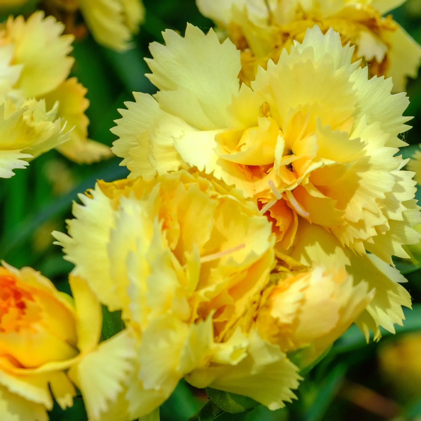 Nelken Grenadin gelb (x2) - Sonnengelb und duftend