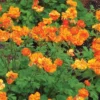 Nelkenwurz Fire Storm - Feurige Blüten sofort