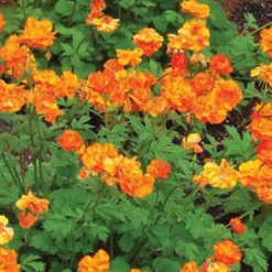 Nelkenwurz Fire Storm - Feurige Blüten sofort